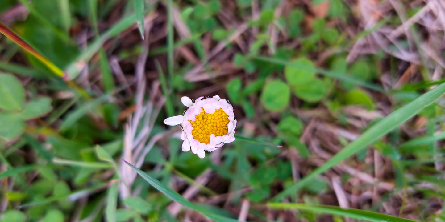 20220501-kuchis-bienenwiese-1