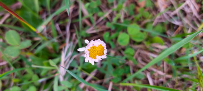 20220501-kuchis-bienenwiese-1